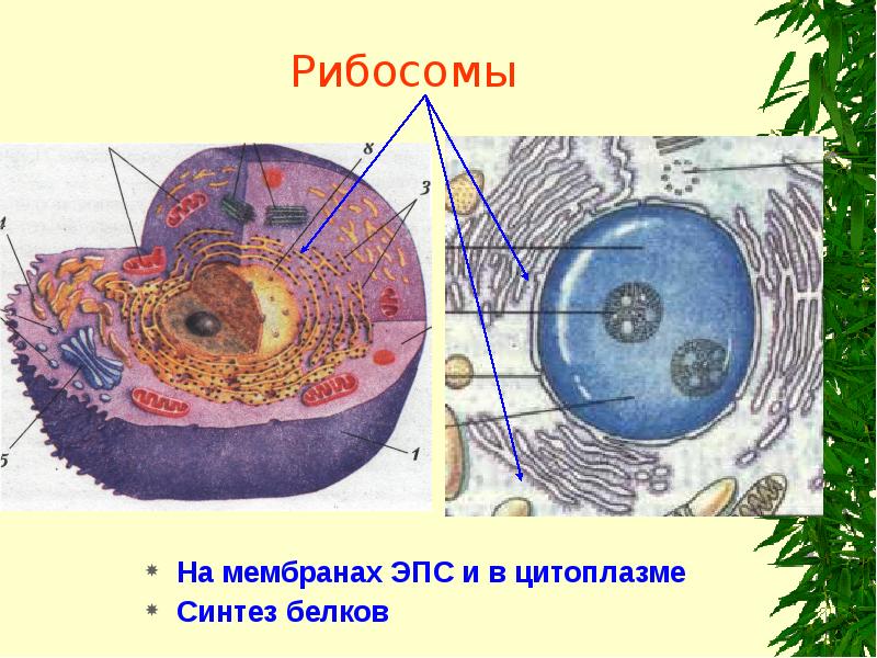 Проект животная клетка