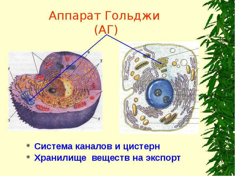 Аппарат Гольджи (АГ)
Система каналов и цистерн
Хранилище веществ на Аппарат Гольджи (АГ)
Система каналов и цистерн
Хранилище веществ на