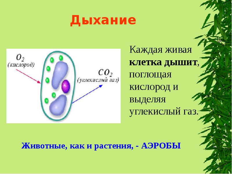 Все живые клетки растения активно поглощают кислород