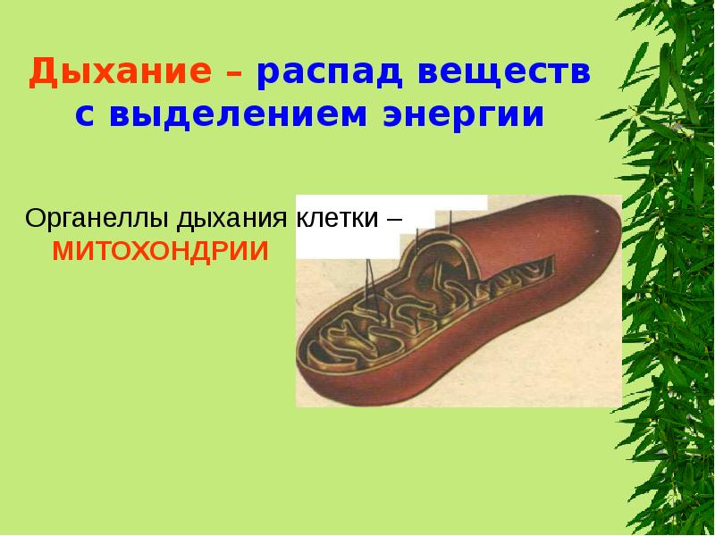 Дыхание – распад веществ с выделением энергии
Органеллы дыхания клетки – Дыхание – распад веществ с выделением энергии
Органеллы дыхания клетки –