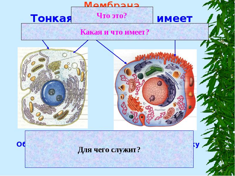 Мембрана Тонкая, эластичная, имеет выросты
Защищает клетку от повреждений
Обеспечивает поступление Мембрана Тонкая, эластичная, имеет выросты
Защищает клетку от повреждений
Обеспечивает поступление