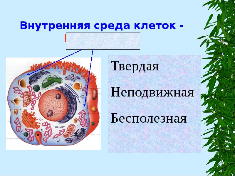 Внутренняя среда клеток - Цитоплазма
Полужидкая, способна к движению Внутренняя среда клеток - Цитоплазма
Полужидкая, способна к движению