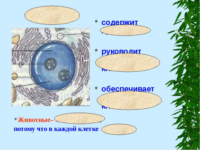 Ядро
содержит хромосомы
руководит процессами в клетке
обеспечивает Ядро
содержит хромосомы
руководит процессами в клетке
обеспечивает