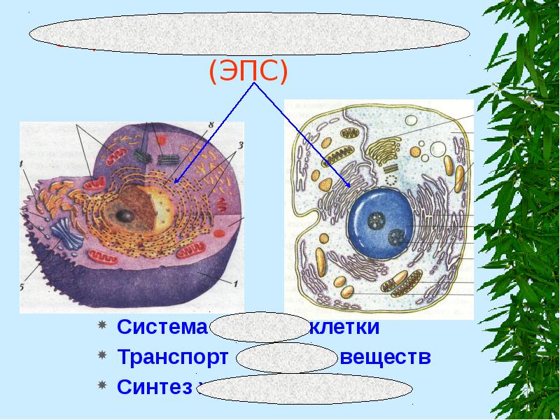 Ооо эпс проект