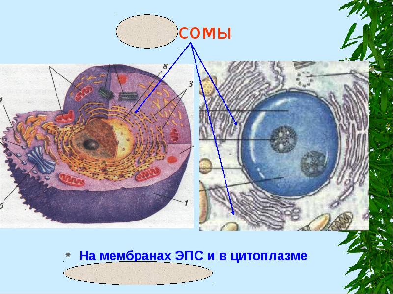 Рибосомы
На мембранах ЭПС и в цитоплазме
Синтез белков Рибосомы
На мембранах ЭПС и в цитоплазме
Синтез белков