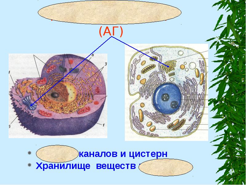 Аппарат Гольджи (АГ)
Система каналов и цистерн
Хранилище веществ на Аппарат Гольджи (АГ)
Система каналов и цистерн
Хранилище веществ на