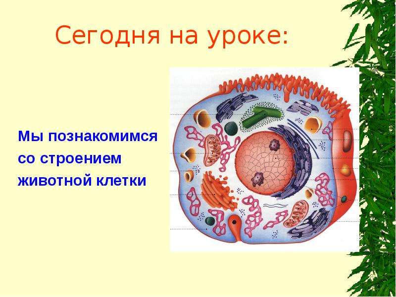 Сегодня на уроке:
Мы познакомимся
со строением
животной клетки Сегодня на уроке:
Мы познакомимся
со строением
животной клетки