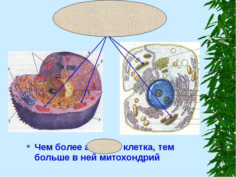 Активная клетка. Жизнедеятельности клетки клетки животного клетка. Тема клеточные процессы. Жизнедеятельность животной клетки.