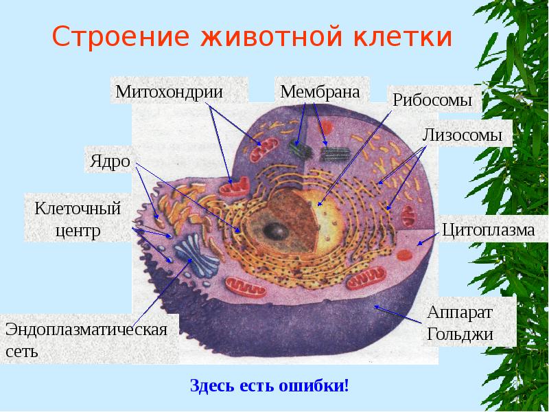 Строение животной клетки Строение животной клетки