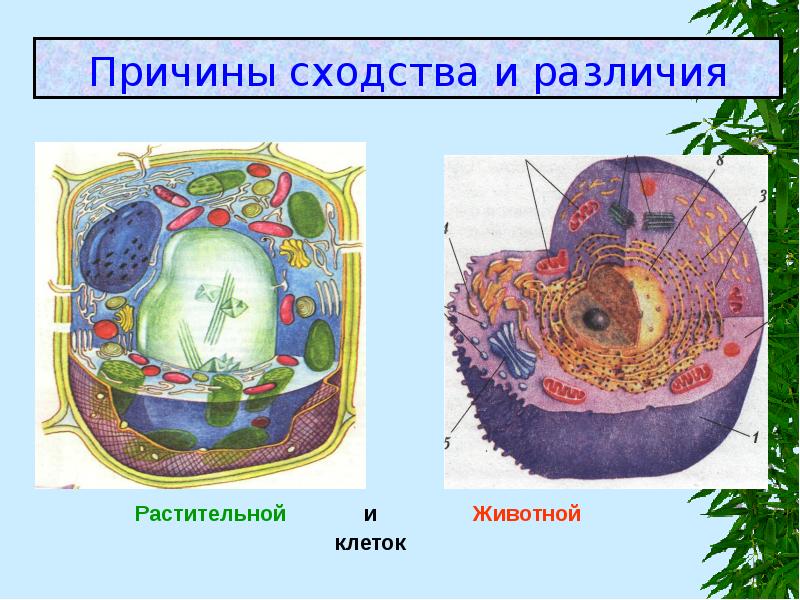 Как отличить клетки. Разница между растительной и животной клеткой. Клетка растений и животных. Растительная и животная клетка. Сходства и различия растительной и животной клетки.