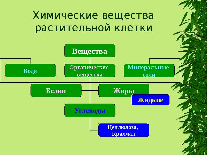 Органический состав клетки. Химический состав растительной клетки. Химический состав клетки растений. Химический состав растений схема. Органические вещества растительной клетки.