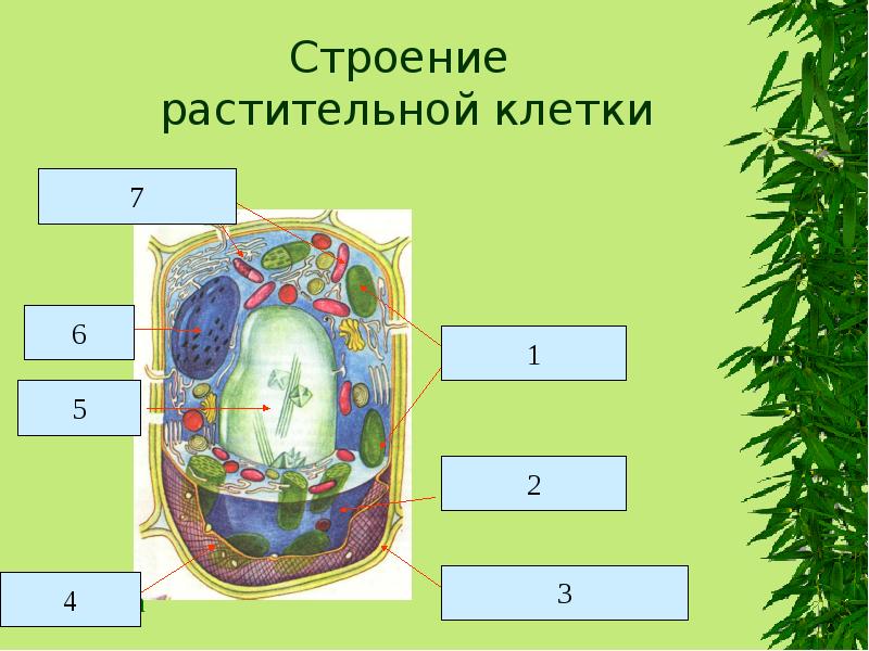 Строение растительной клетки Строение растительной клетки