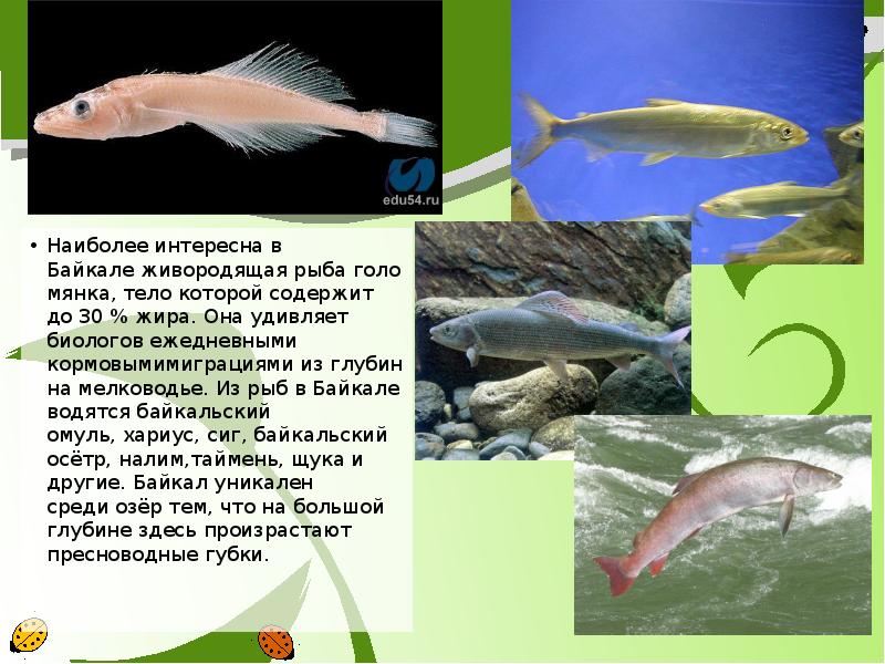Какая рыба водится в озере байкал фото и названия