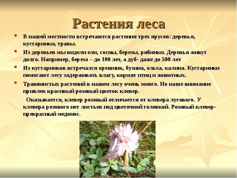 Рассказ о растении. Растения леса доклад. Растения для презентации. Растения нашей местности. Сообщение о растении леса.