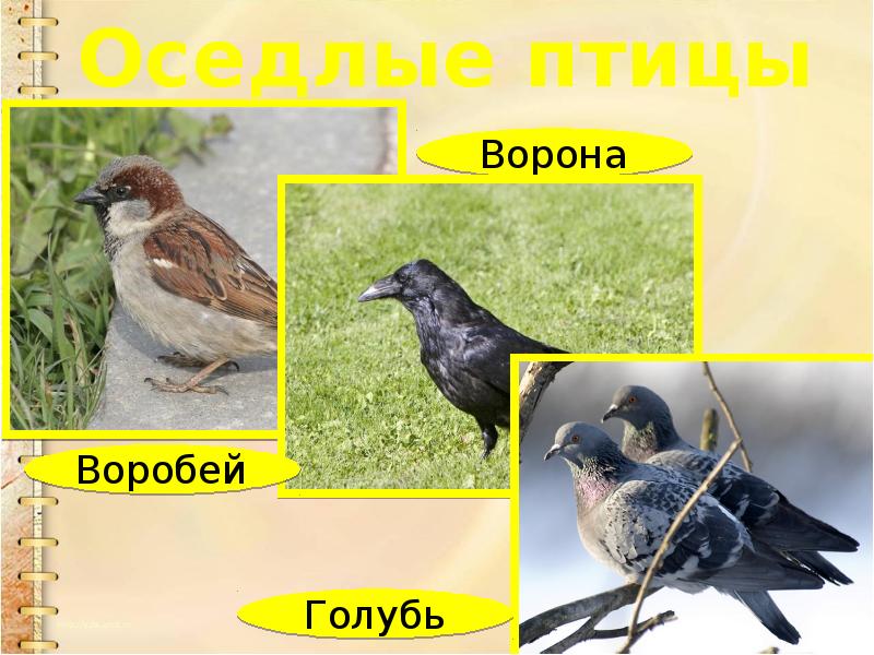 Оседлые Птицы Фото