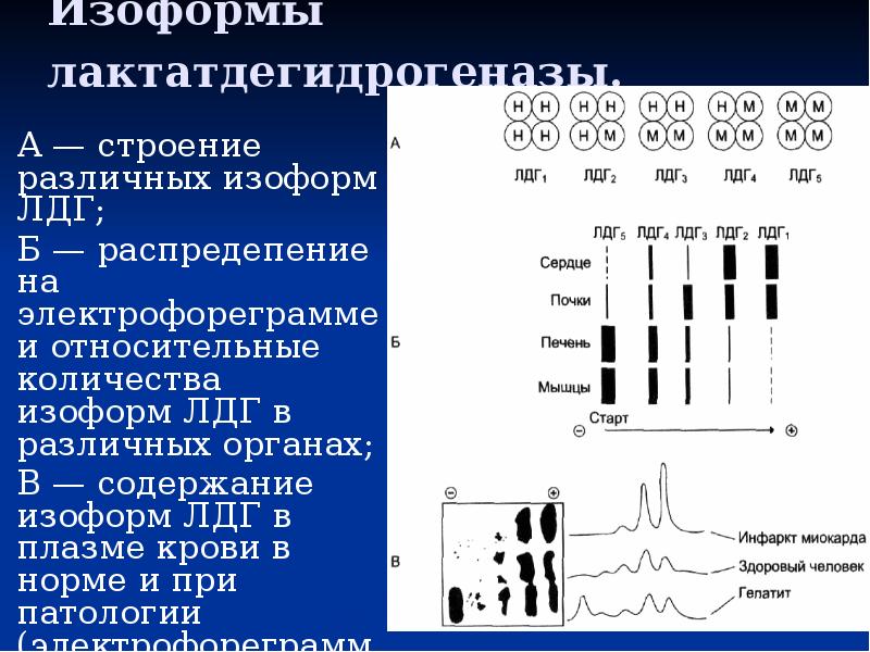 Лдг значение. Лдг значение