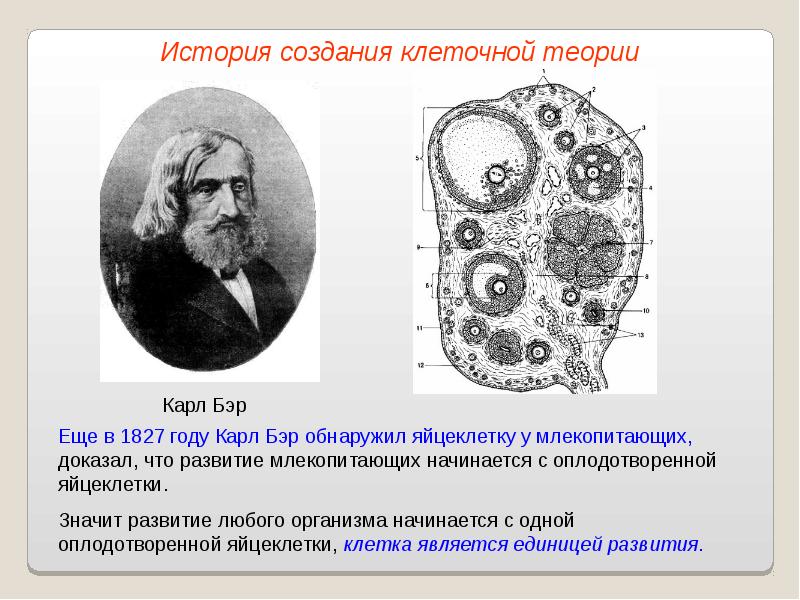 Клеточная теория проект