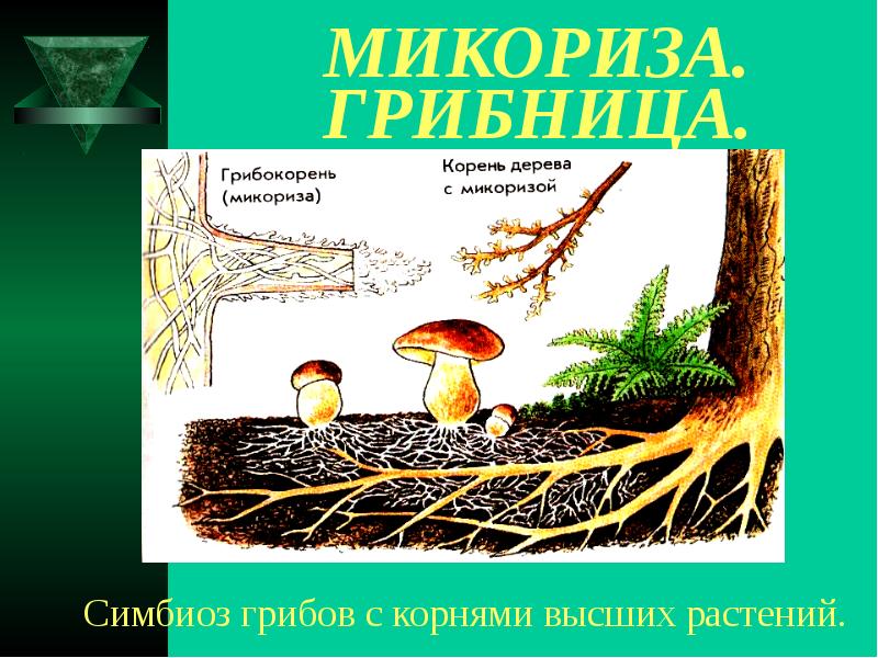 Симбиоз гриба. Микориза гриба. Строение шляпочного гриба микориза. Строение гриба микориза. Что такое микориза у грибов.