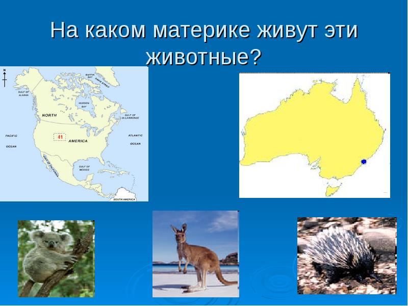 Екатеринбург какой материк. Какие животные обитают на материках. Где обитает ЗУБР материк. Животные обитающие на континентах.