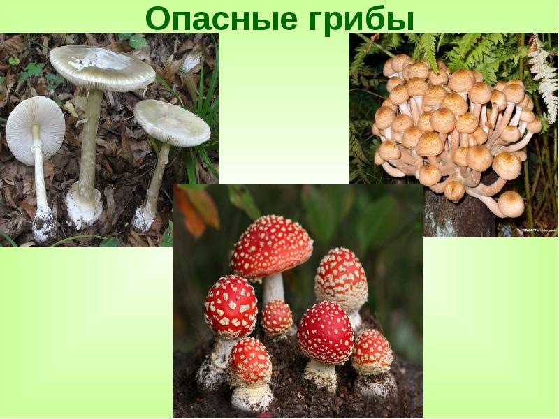 Несъедобные лесные грибы 2. Опасные несъедобные грибы. Лесные опасности ядовитые грибы 2 класс окружающий мир. Ядовитые грибы и растения 2 класс окружающий. Лесные несъедобные грибы 2 класс окружающий мир.