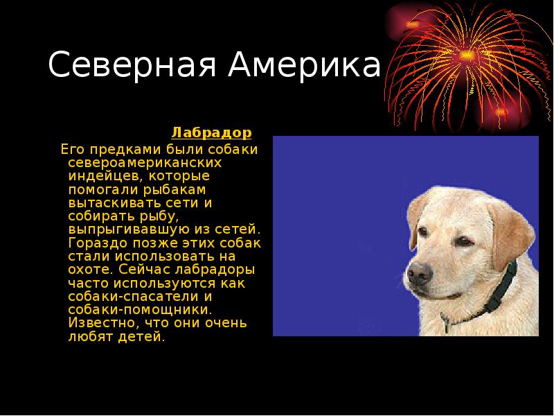 Лабрадор порода собак описание характеристики. Лабрадор презентация. Краткое описание лабрадора. Рассказ о собаке лабрадор. Сообщение о лабрадоре.