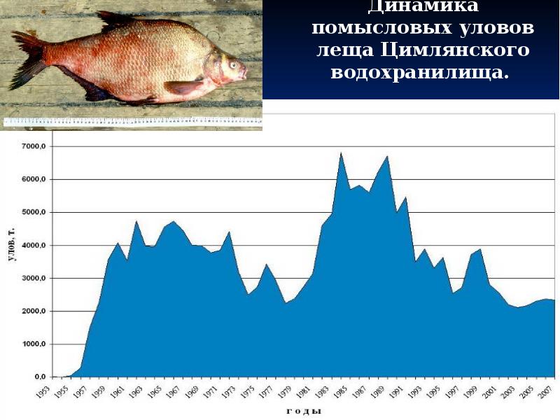 Цимлянское водохранилище глубина. Глубина Цимлянского водохранилища. Рыба Цимлянского водохранилища. Объем Цимлянского водохранилища. Ширина Цимлянского водохранилища максимальная.