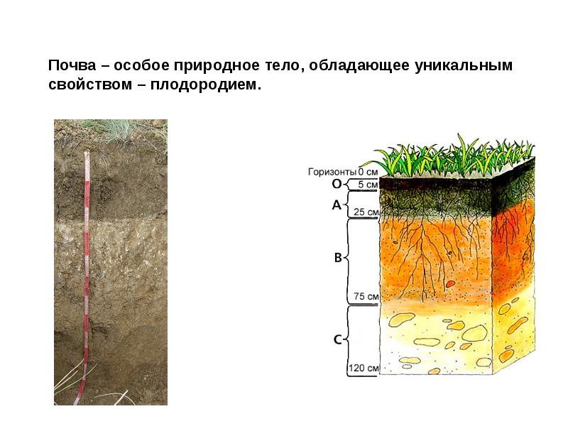 География 6 класс тема почва. Почвы. Почва особое природное тело. Почва презентация. Почвообразующие породы.