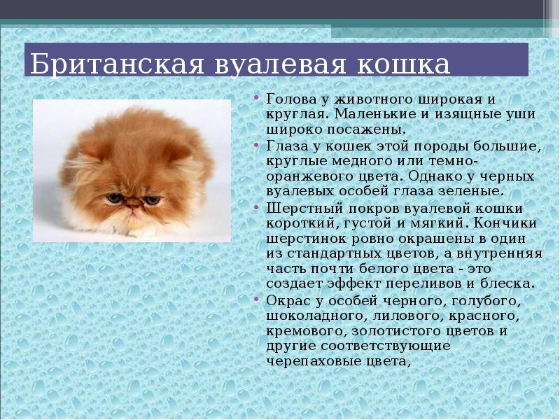 Презентация о кошках