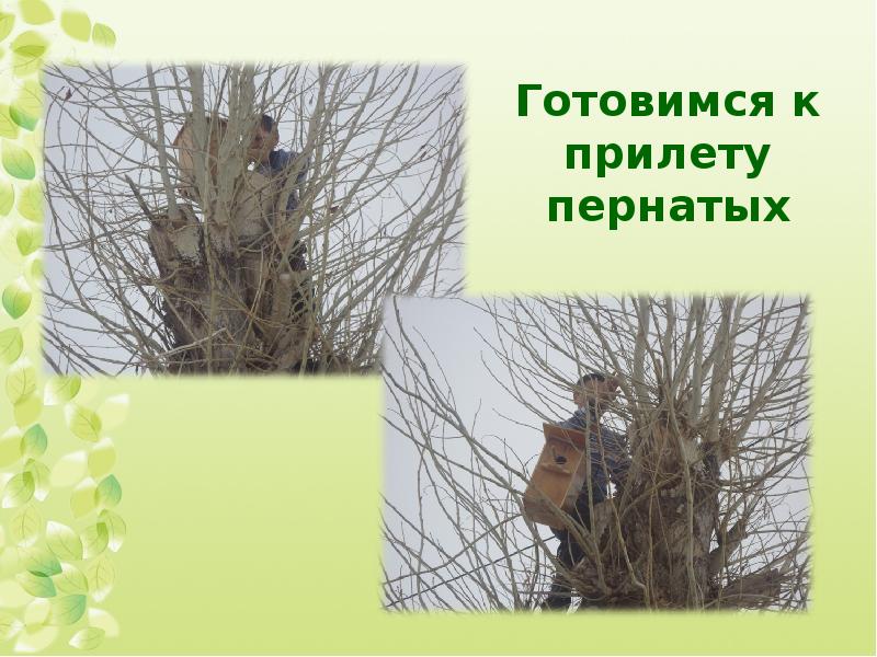 Информация о стрижах. День птиц. Как люди готовятся к прилету птиц. Наблюдение за птицами. Листовка встречаем птиц весной.