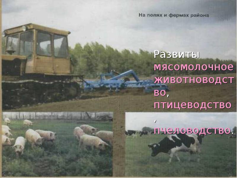 Презентация хозяйство новосибирской области