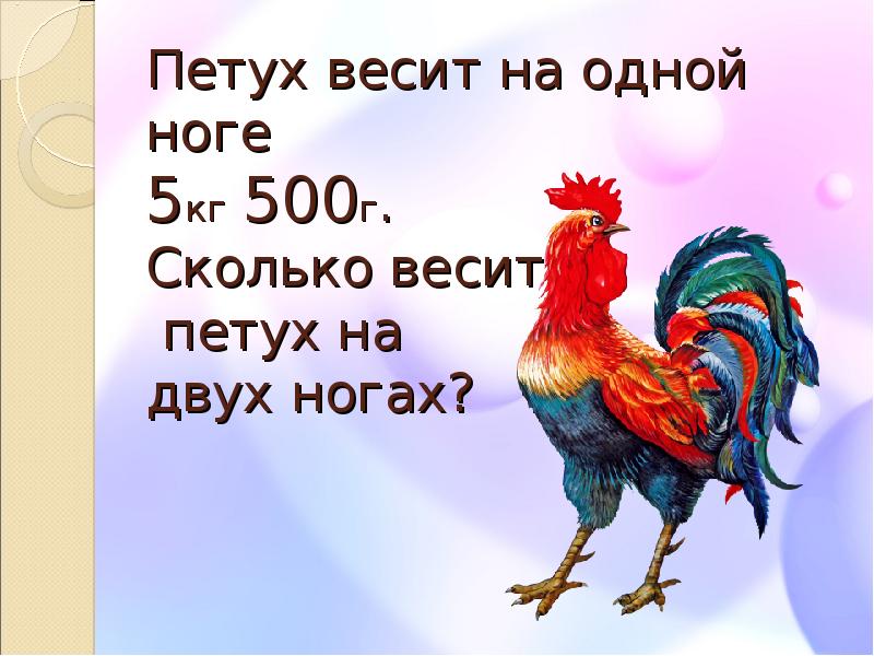 Сколько петушок. Петух на одной ноге. Петух на одной ноге весит 4 кг а на двух. Вес петуха. Сколько весит петух.