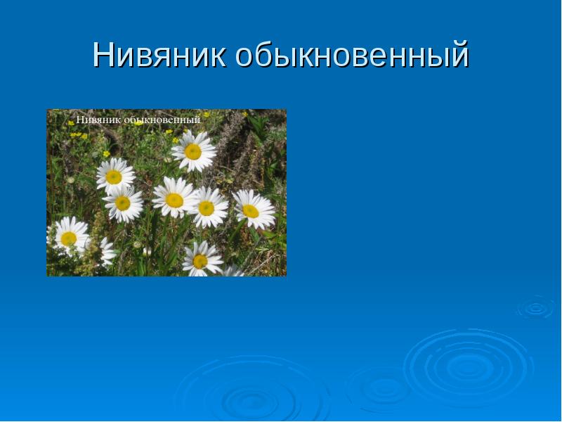 Нивяник Обыкновенный Фото Окружающий Мир