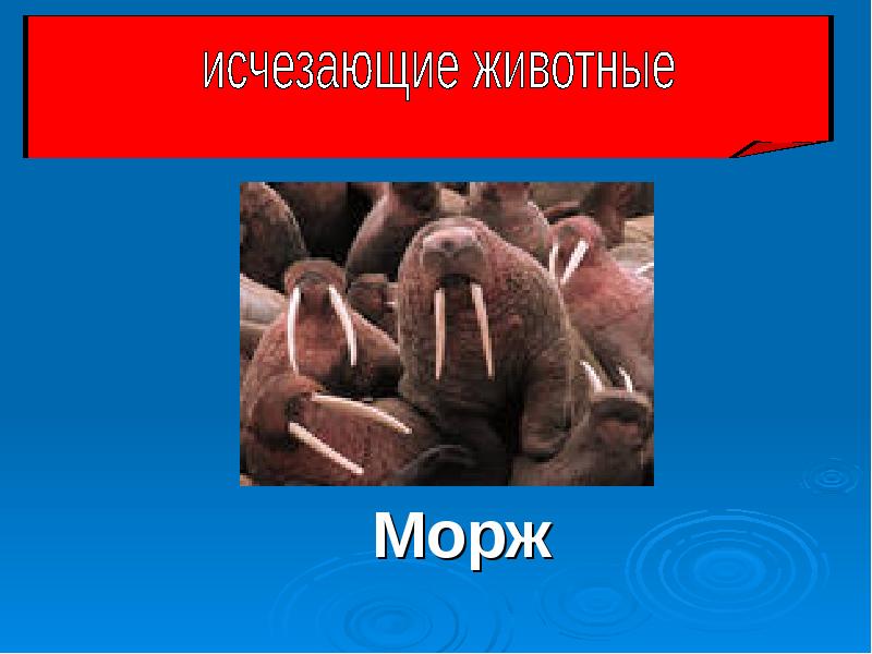 Охрана животных 3 класс. Охрана животных морж окружающий мир. Охрана животных 3 класс морж. Проект по окружающему миру 3 класс охрана животных морж.