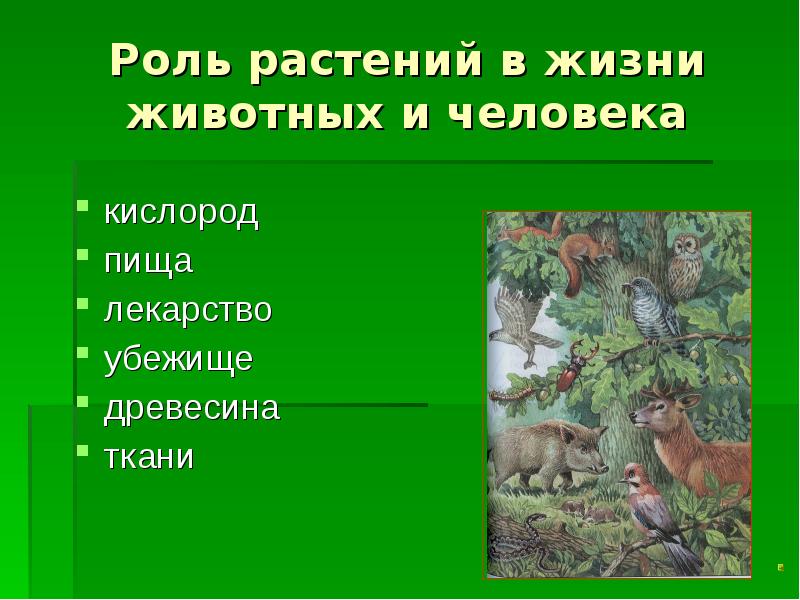 Положительная роль растений. Роль растений для животных. Роль растений в жизни животных. Роль растений и животных в жизни человека.