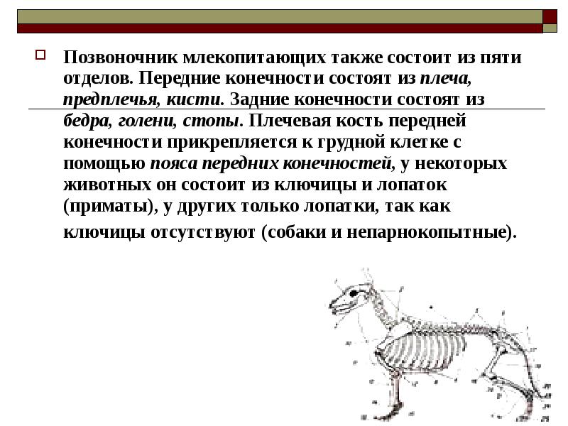 Шейный отдел позвоночника млекопитающих состоит из. Отделы позвоночника млекопитающих. Доклад про позвоночных животных. Передние конечности состоят из.