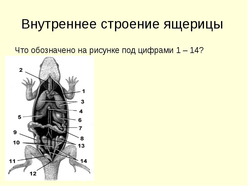 Внутреннее строение ящерицы фото