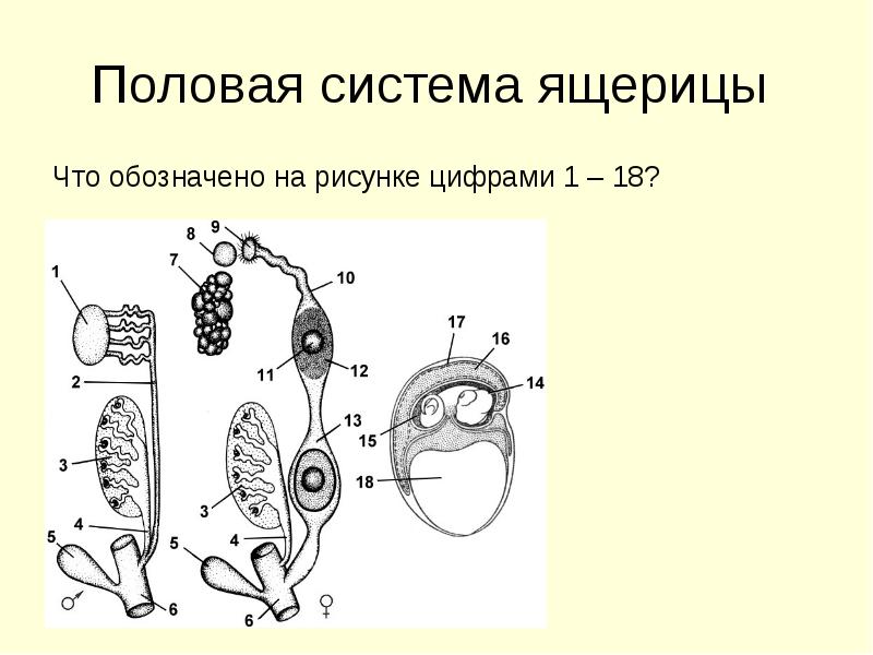 Что обозначено на рисунке цифрами. Строение половой системы рептилий. Половая система ящерицы. Схема половой системы ящерицы. Половая система ящерицы схема.