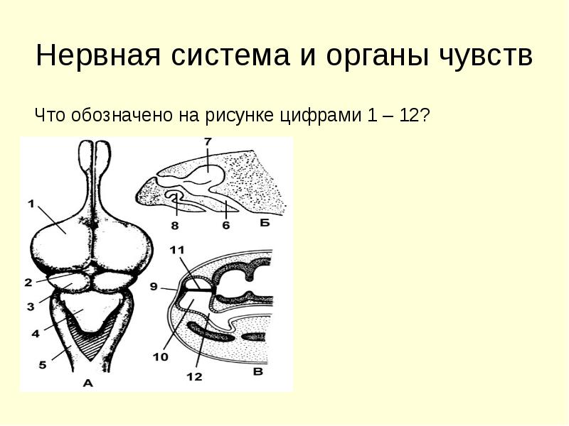 Укажите что обозначено цифрами на рисунке