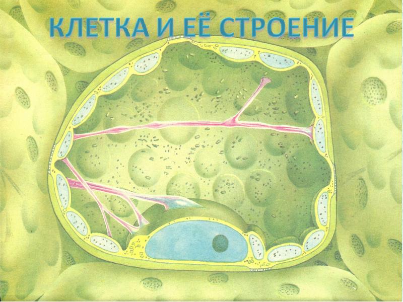 Наука о клетке. Клетки яблока. Строение клетки яблока. Строение клетки арбуза. Структура клеток яблока.