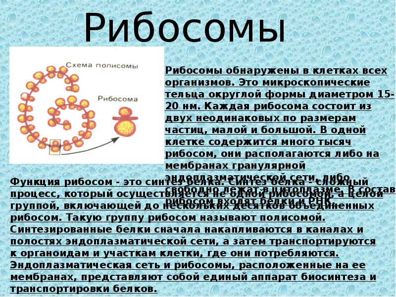 Рибосомы в каких клетках. Полисома строение и функции. Рибосомы и полисомы. Функции рибосом в животной клетке. Полисомы клетки.