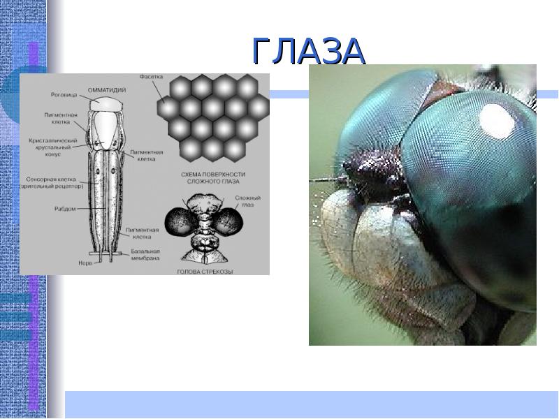 Схема глаз мухи