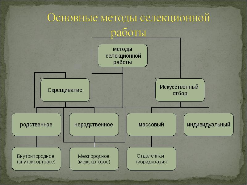 Рассмотрите предложенную схему классификации методов селекции