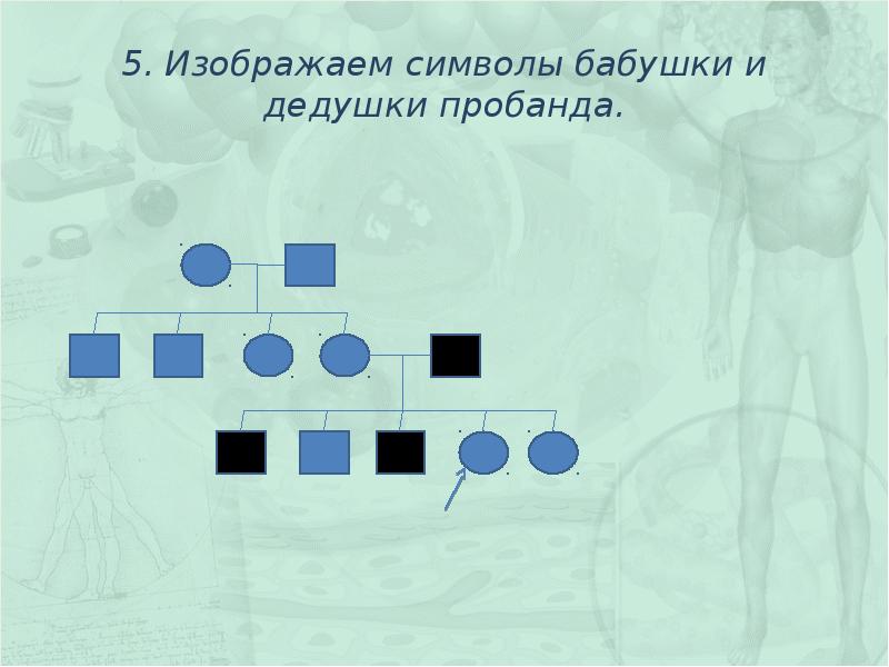 Изображать пять. Как решать задачи с пробандом. Сколько детей было у бабушки и дедушки пробанда со стороны отца.