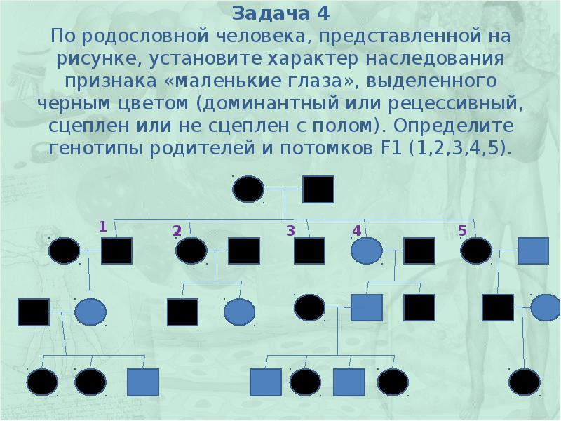 По родословной представленной на рисунке установите характер наследования признака выделенного