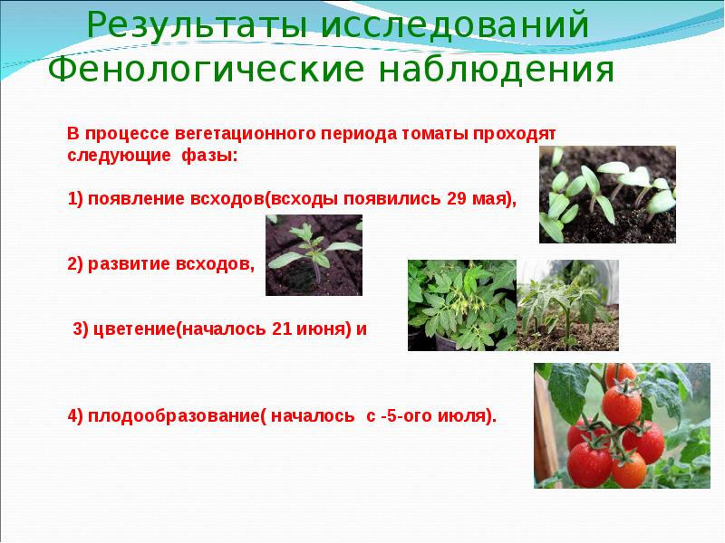 Вегетация растений что это простыми словами. Фенологическое наблюдение помидора. Исследовательская работа фенологические. Фенологические фазы растений. Результаты фенологических исследований.