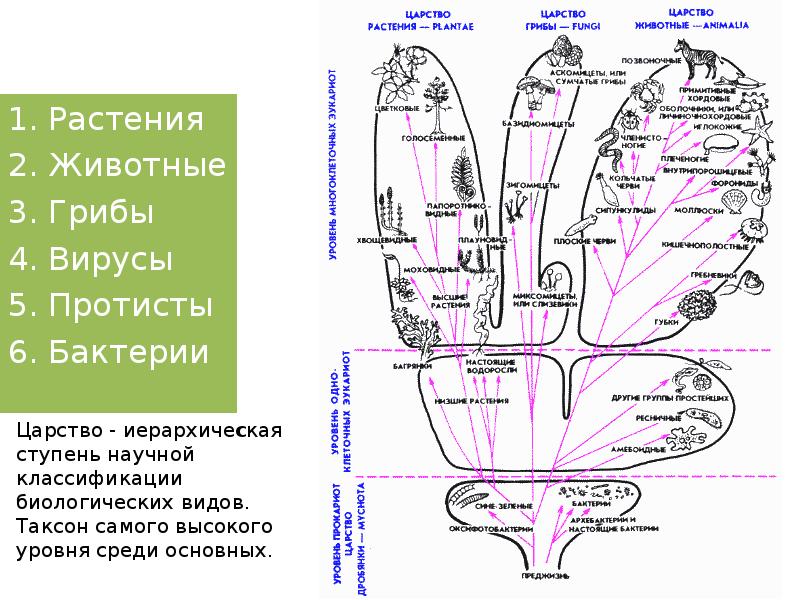 Царства живых  организмов Растения Животные Грибы Вирусы Протисты Бактерии