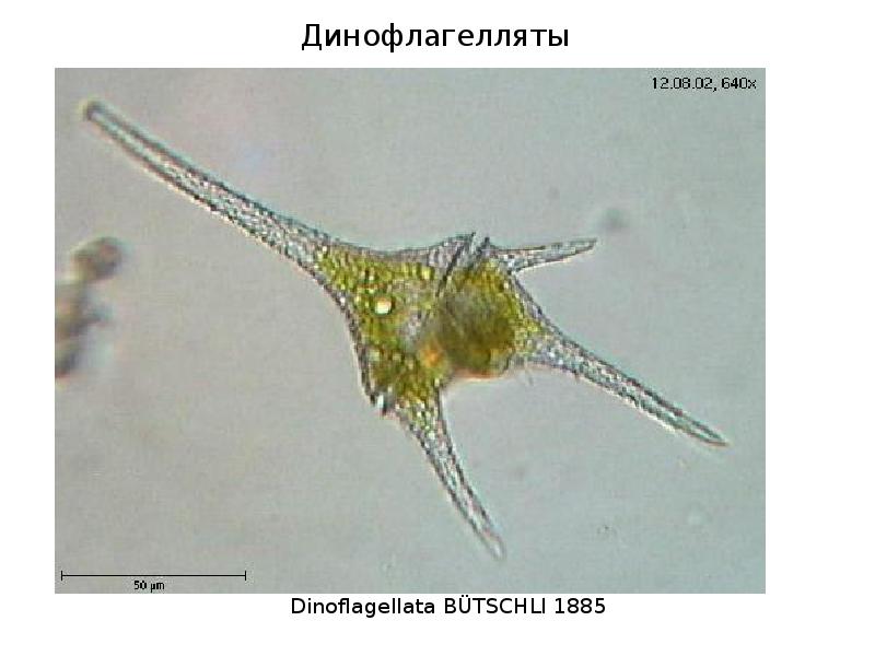 Динофлагелляты Dinoflagellata BÜTSCHLI 1885