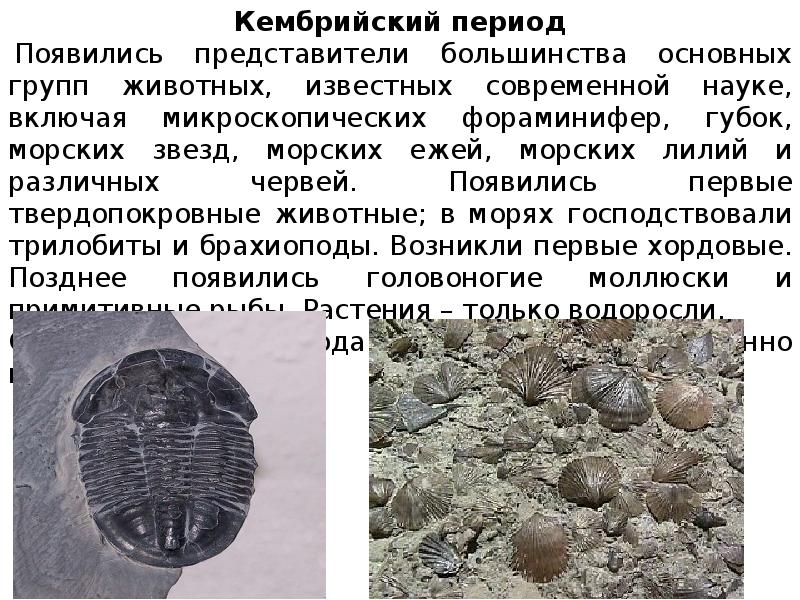 Кембрийский период презентация