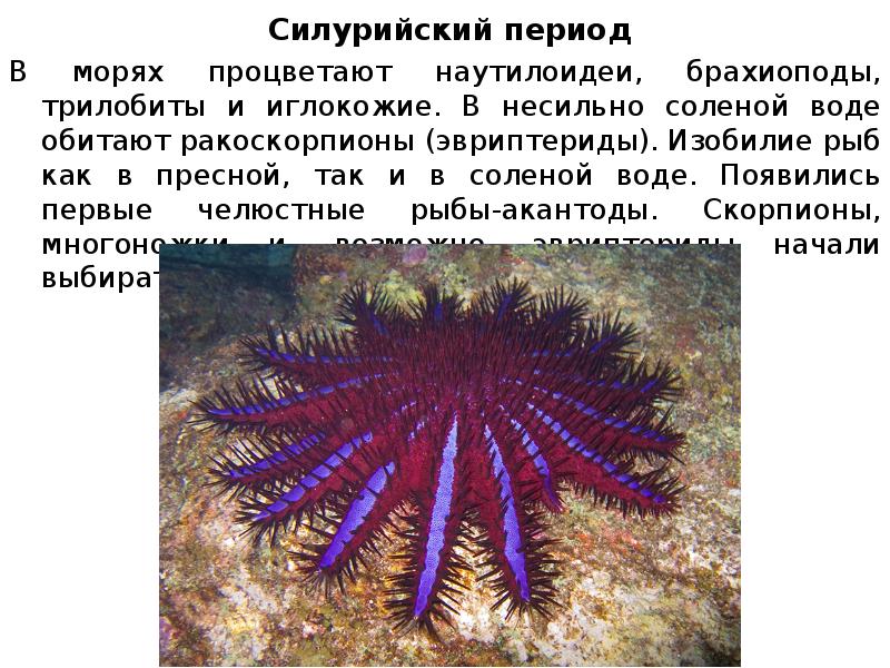 Силурийский период В морях процветают наутилоидеи, брахиоподы, трилобиты и иглокожие. В