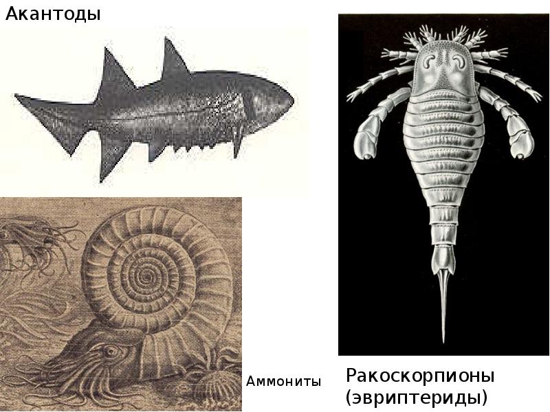 Акантоды Акантоды